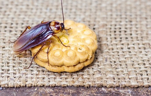 Kecoak Makan Apa? Berikut 3 Hal yang Menarik Kecoak Datang ke Rumah Mu