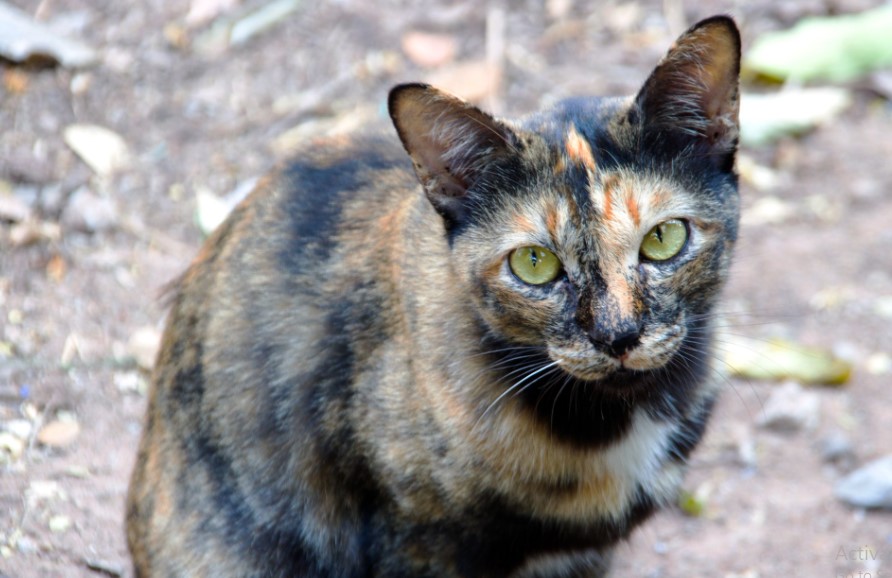 Apa Perbedaan Kucing Liar dan Kucing Terlantar? Berikut 4 Perbedaan Penting yang Perlu Kamu Tau