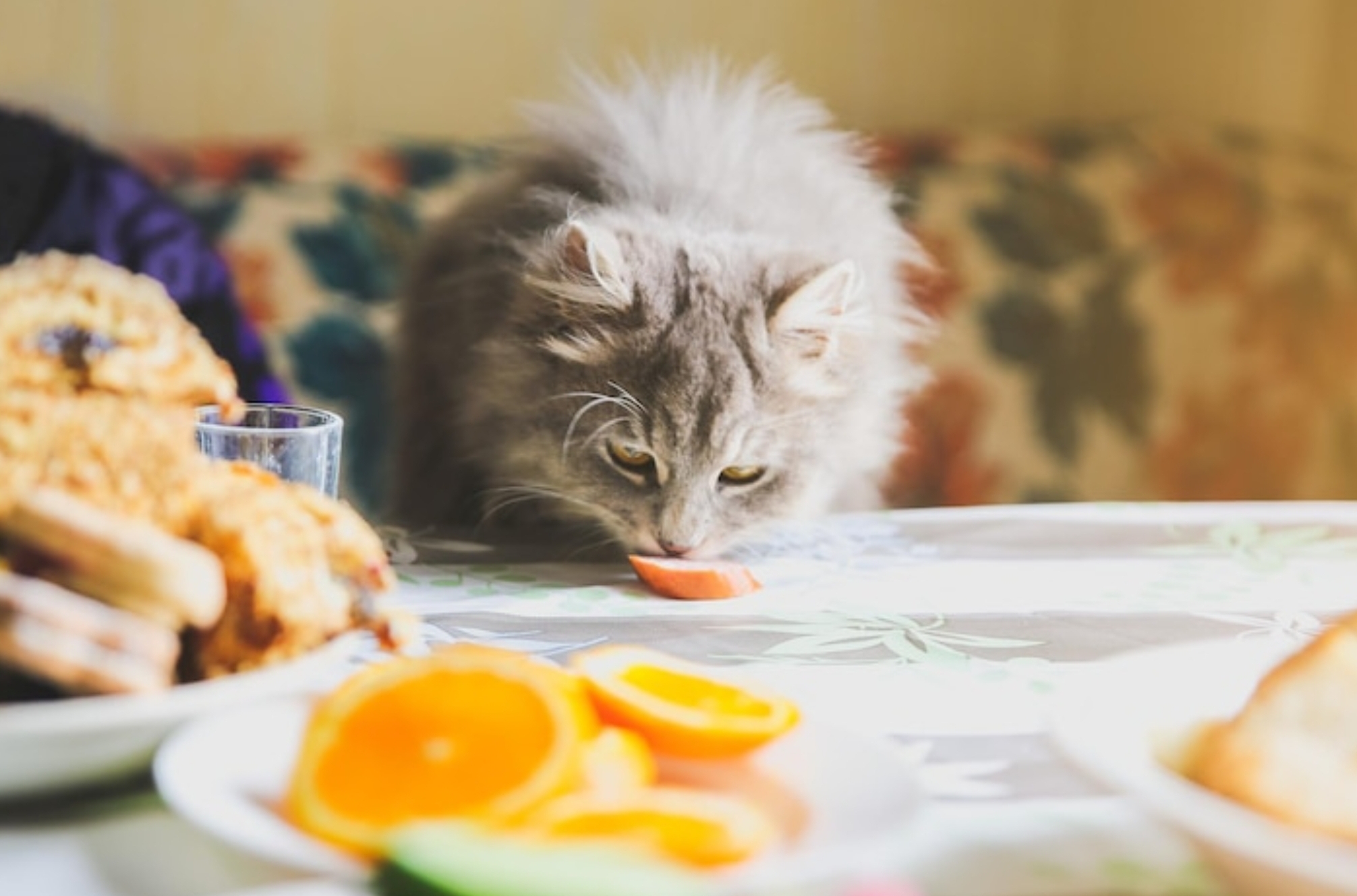 Tak Perlu Kasar Usir Kucing Liar, Cukup Pakai 6 Aroma yang Tidak Disukai oleh Kucing