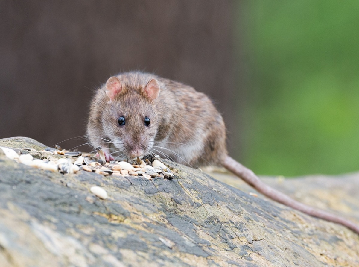 Aromanya Buat Tikus Pusing dan Kabur! Berikut 6 Bahan Dapur Yang Tidak Disukai Tikus di Rumah