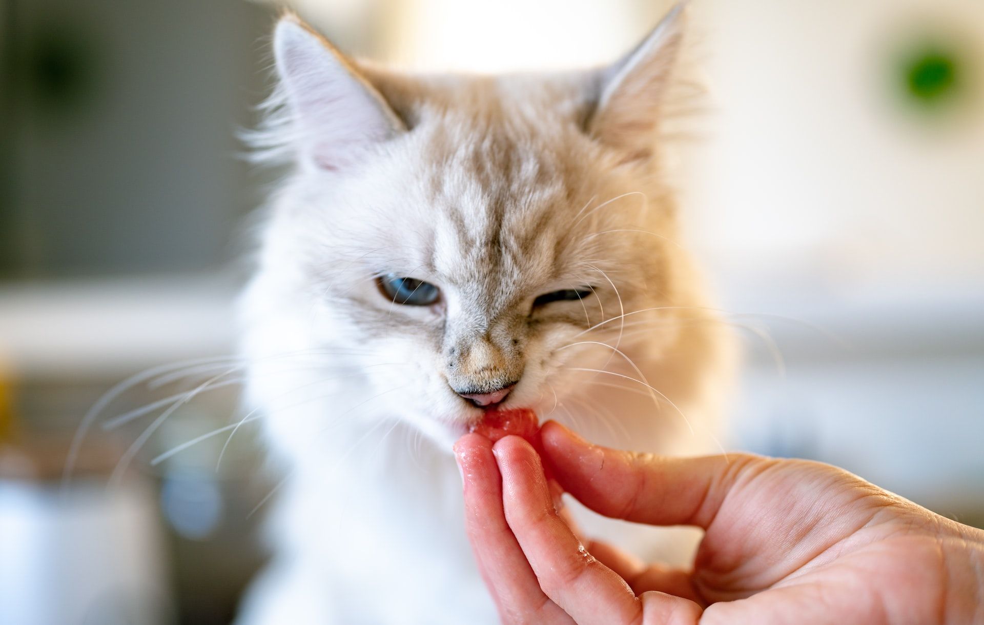 Ingin Kucing Nurut dan Pintar? Inilah 6 Hal Sederhana yang Perlu Kamu Ajarkan Pada Kucing Peliharaan di Rumah
