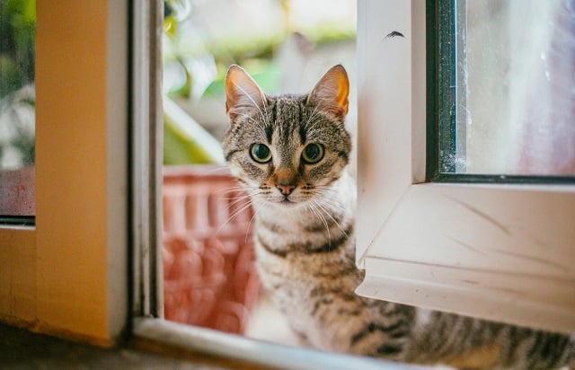 Jangan Diusir! Inilah 5 Arti Kucing Datang Ke Rumah Kita, Benarkah Melindungi Kita dari Roh Jahat?