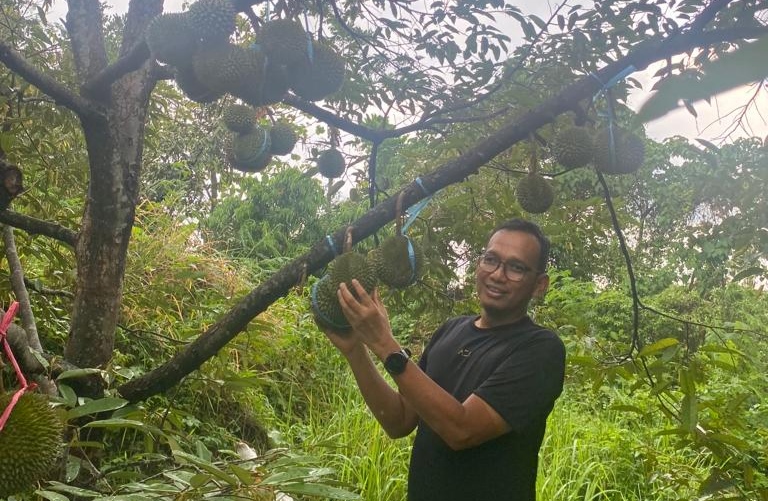 'Durian Sumarna' Ada Lebih dari 20 Varian, Ditanam di Lereng Gunung Ciremai, Lezatnya Tak Ada Duanya