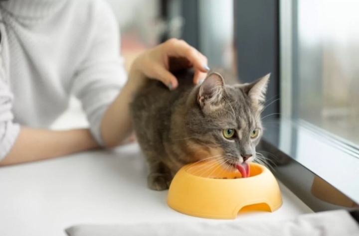 Bisa Pakai Nasi, Begini Cara Membuat Makanan Kucing Kampung di Rumah yang Mudah dan Disukai Kucing