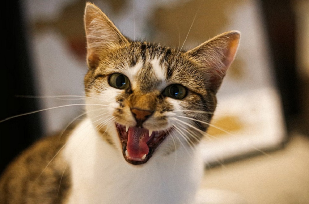 5 Hal Yang Tidak Disukai Kucing Peliharaanmu Yang Sering Kali di Lakukan, Catlovers Sebaiknya Hindari!