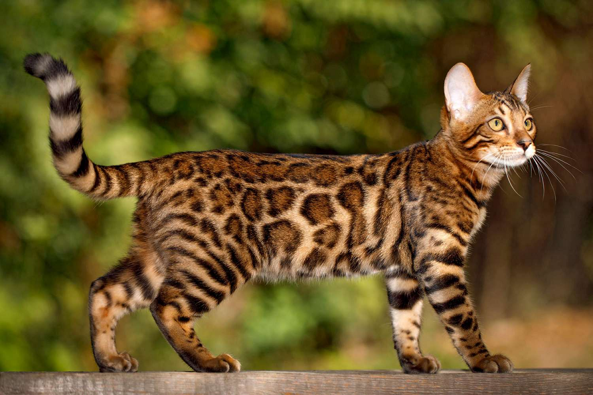 Harga Belinya Fantastis, Ini Profil Kucing Bengal, Sang Kembaran Macan Tutul Seharga 356 Juta Rupiah!