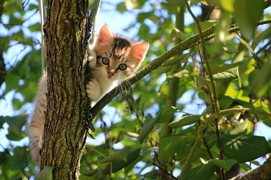 Ternyata Ini Alasan Kucing Gemar Naik Pohon, Simak Penjelasan Ini Supaya Tidak Salah Memperlakukannya!