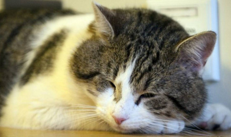 Penyakit Pada Kucing Kampung dan Cara Mengatasinya
