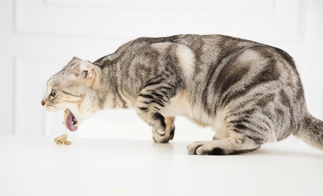 Waspada! 5 Penyakit Kucing yang Menular Pada Manusia, Kenali Ciri-Cirinya!