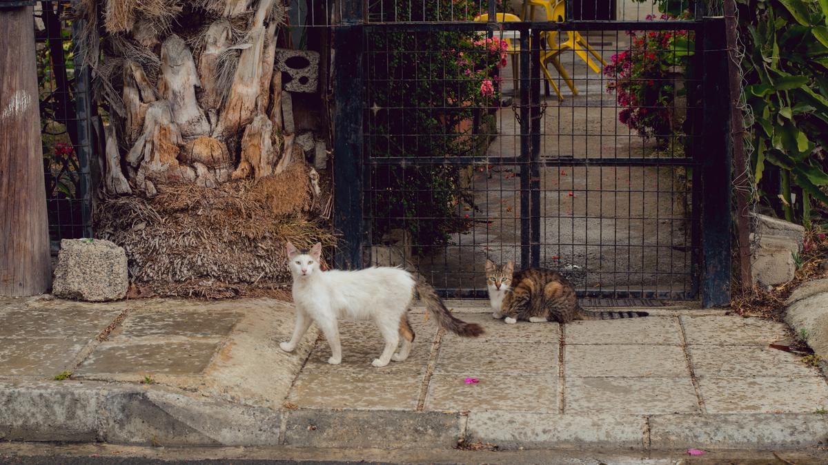 Kenapa Kucing Kabur dari Rumah? Ternyata Ini 6 Penyebab Kucing Pergi Dari Rumah, yang Penting Kamu Ketahui!