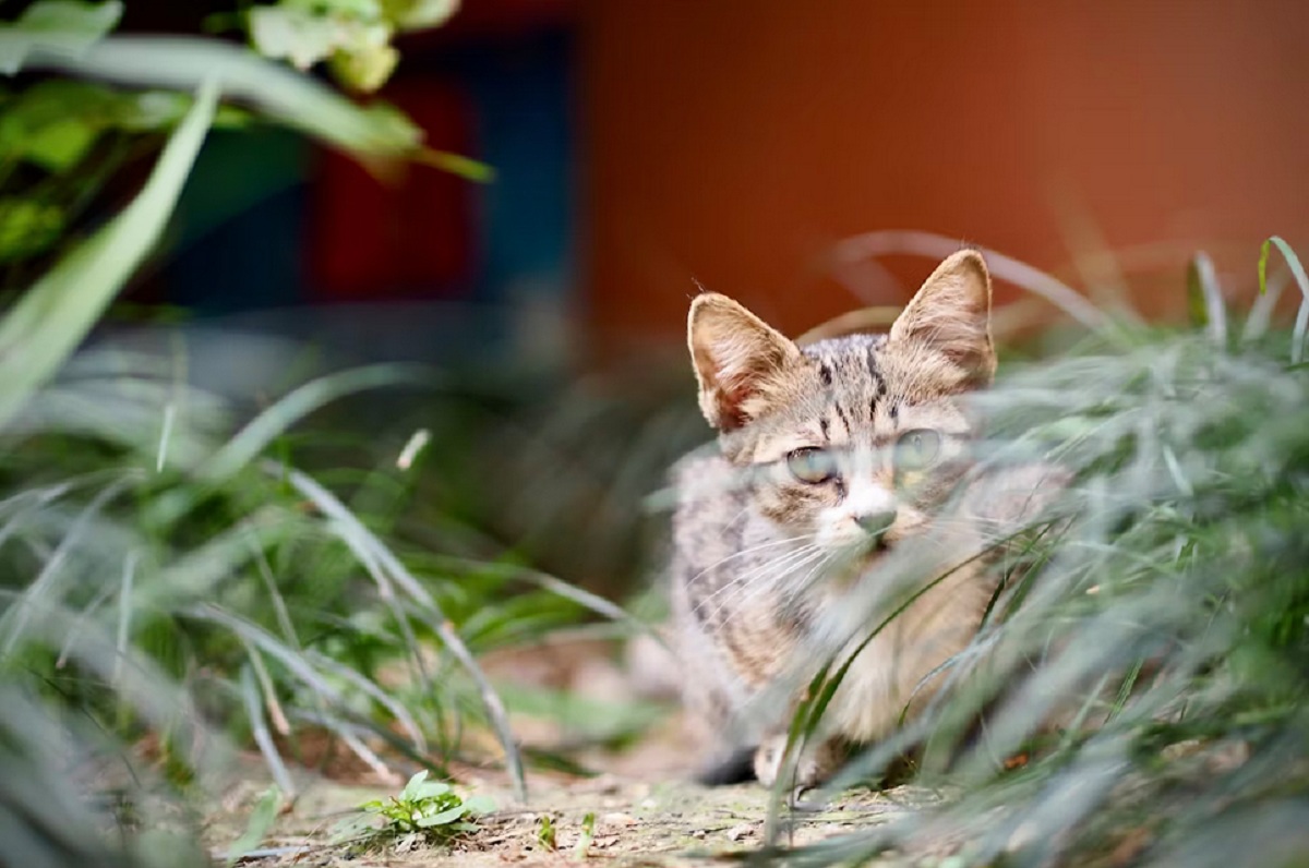 Mengenal 5 Tanaman Yang Tidak Disukai Kucing, Cocok di Tanam di Depan Halaman Untuk Mengusir Kucing Liar