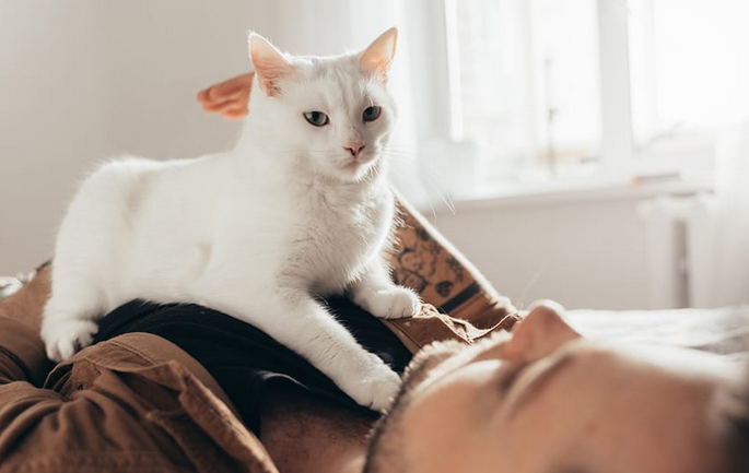 Ternyata Ini Arti Kucing Memijat Pemiliknya, Benarkah Tanda Anabul Sayang Kita?