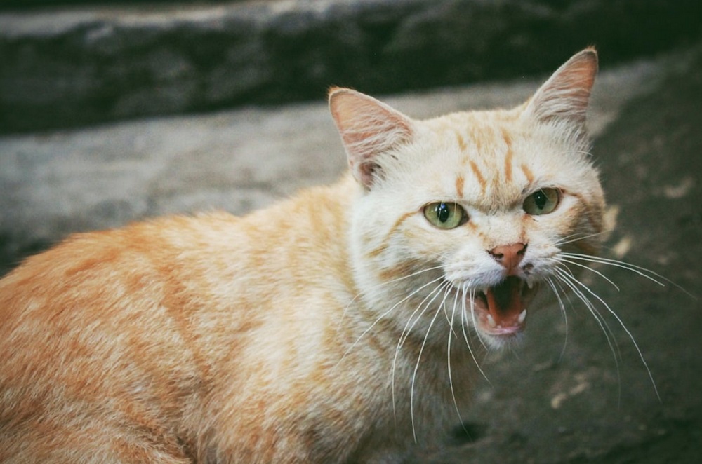 Mengenal 6 Hal Yang Paling di Benci Kucing, Para Catlovers Sebaiknya Hindari!