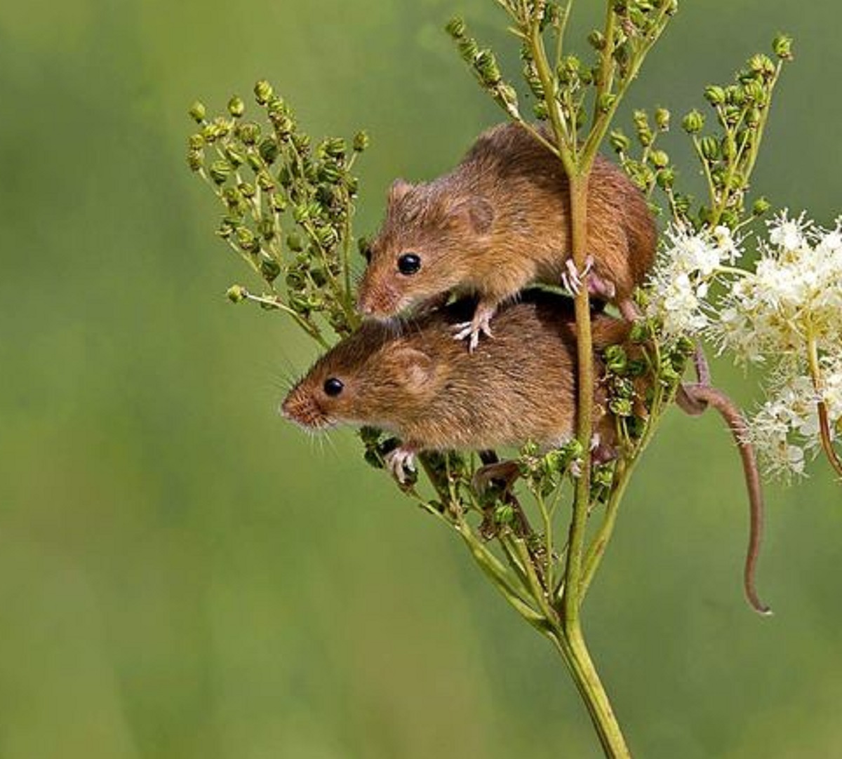 Baunya Bikin Tikus Pusing, Ini Dia 5 Aroma Yang Tidak Disukai Tikus, Cocok Untuk Mengusir Tikus Keluar Rumah