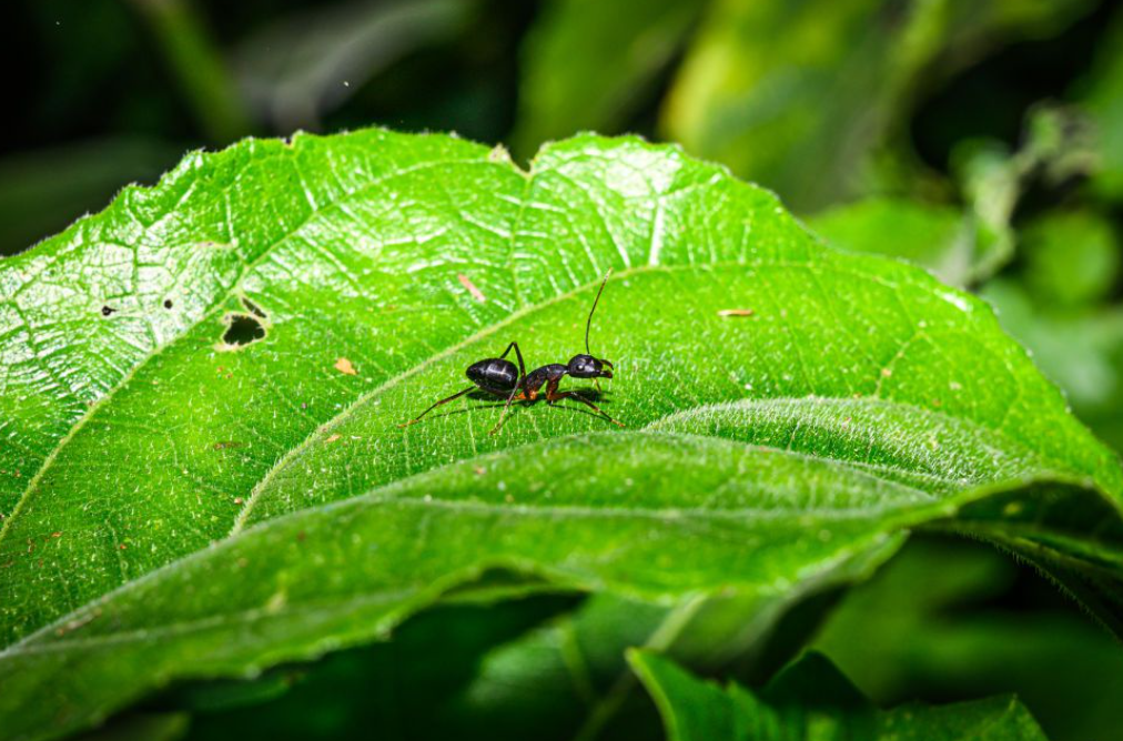 Ternyata Ini 4 Alasan Kenapa Tanaman Hias Disemutin, Benarkah Semut Jai Hama bagi Tanaman?