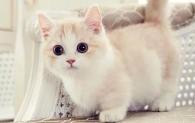 Ingin Punya Peliharaan Imut dan Lucu? Ini Nih 5 Ras Kucing Kaki Pendek, yang Mungil dan Menggemaskan