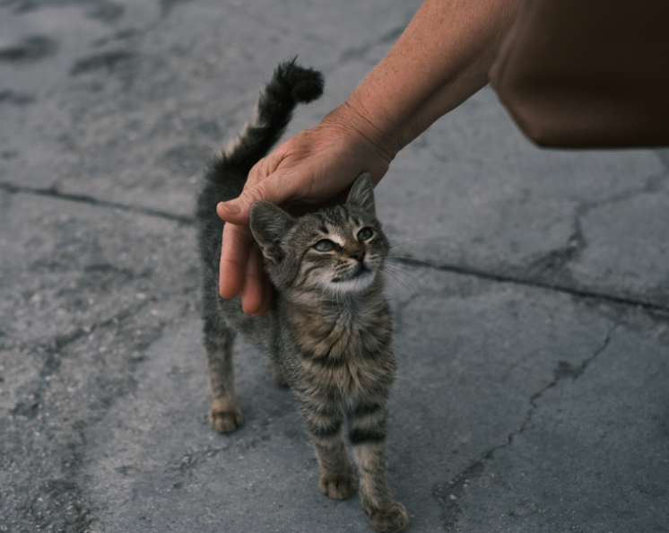 Inilah 5 Pertanda Kucing Mendekati Kita, Ternyata Anabul Nyaman Sama Kalian