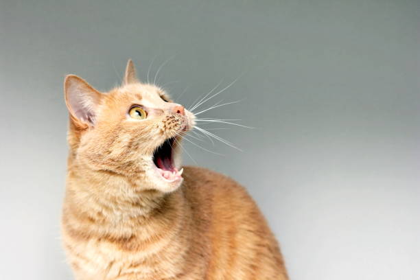 6 Penyebab Kucing Menjadi Galak, Begini Cara Mengatasinya, Cat Lovers Wajib Tahu!