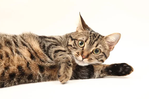 Wajib diketahui Pemilik Kucing Betina! Ini 5 Cara Untuk Mencegah Kucing Hamil Tanpa Steril di Rumah