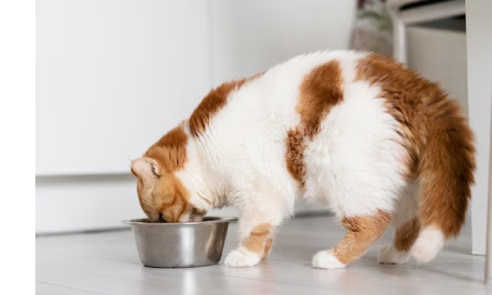 6 Merk Makanan Kucing Yang Bagus Agar Bulu Tumbuh Makin Lebat dan Gemuk