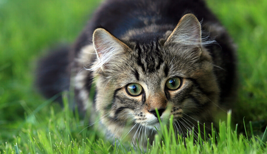 4 Alasan Kenapa Kucing Liar Suka Makan Rumput, yang Ternyata Penting Untuk Kesehatan!