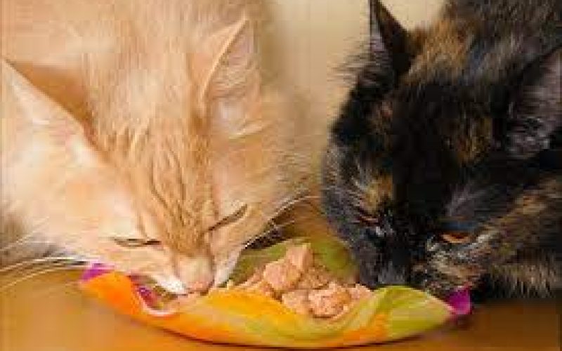 Mudah dan Murah! Yuk Intip 5 Langkah Cara Membuat Makanan Kucing dari Tempe dan Telur, Sehat dan Lezat