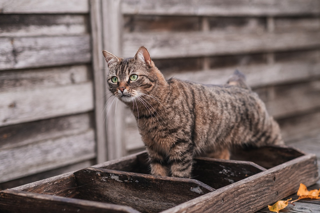 Ini Jam Makan Terbaik Untuk Kucing Sesuai Dengan Jenisnya, Cat Lovers Wajib Tahu! Simak Penjelasan Berikut Ini