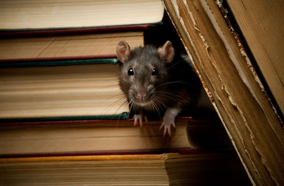 Berikut Jenis Tikus yang Sering Muncul di Rumah Kita, Pernah Lihat?