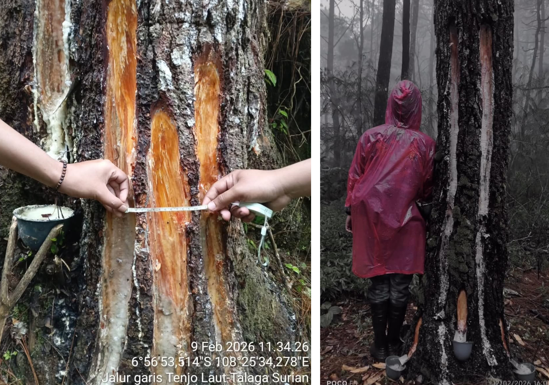 Penyadapan Getah Pinus Sudah Berlangsung Lama, Bupati Dian: Kewenangan Ada di Pusat