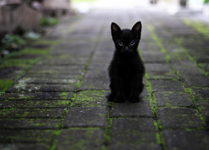 Berikut 5 Arti Mimpi Kucing Hitam yang Berdampak pada Kehidupan, Gak Selalu Buruk Loh!