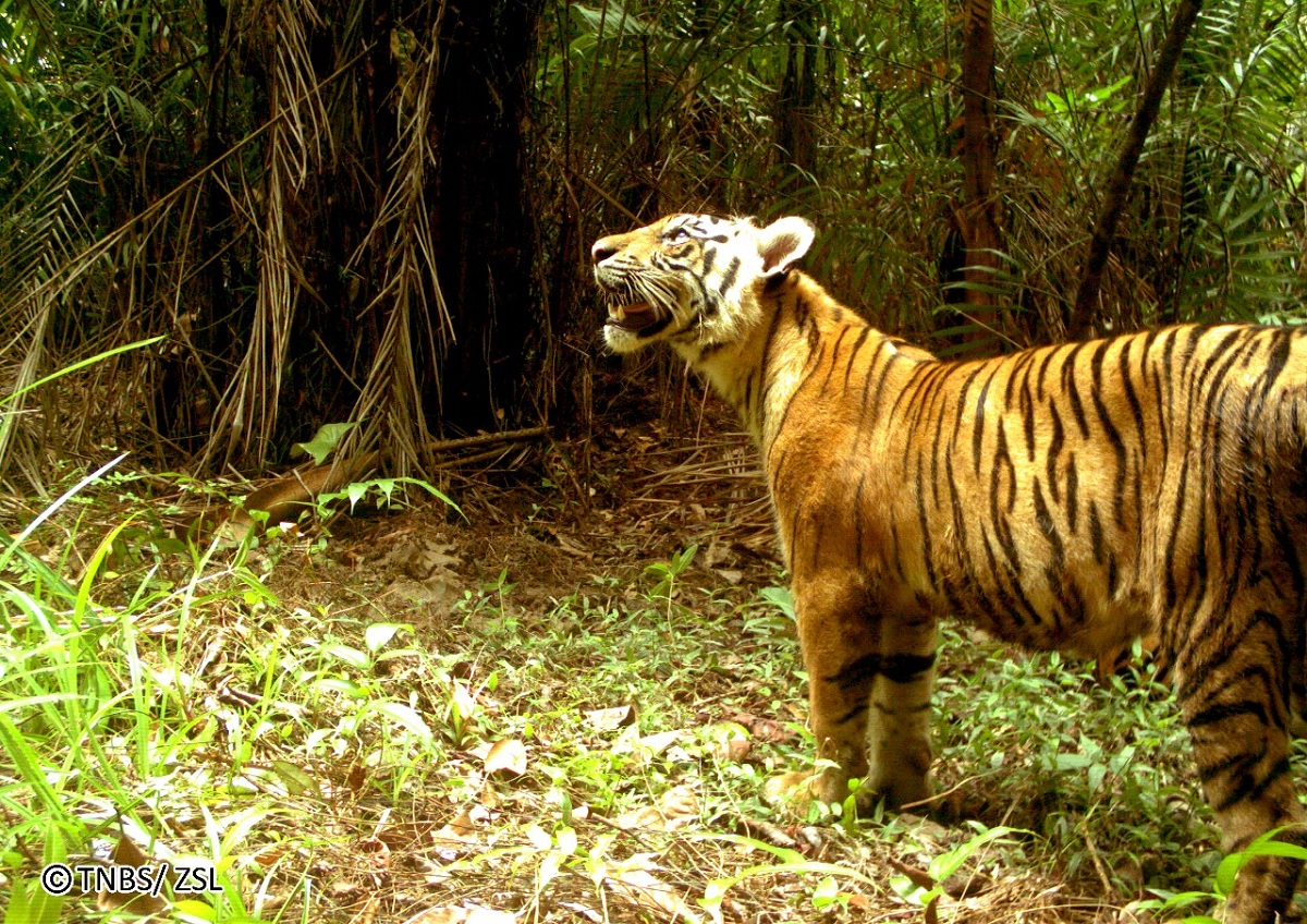 Hubungan Unik Harimau dengan Orang Jawa, Sumatera dan Bali, Diposisikan Terhormat, Dipanggil 'Mbah Buyut'