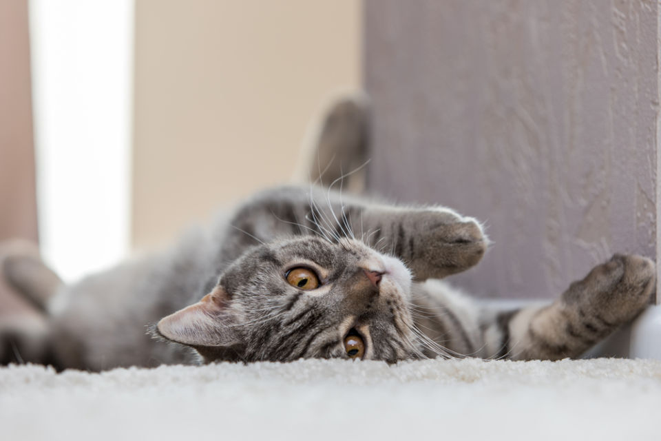 Sering Usil dan Bikin Kesal Pemiliknya, Ternyata Ini 5 Cara Kucing Minta Maaf Padamu, yang Jarang Diketahui!