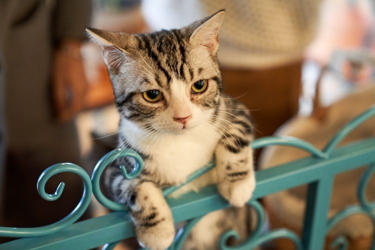 Kucing Liar Tidak Suka Ini! Inilah 5 Cara Mengusir Kucing Liar di Rumah Tanpa Membuat Kucing Menjadi Sakit