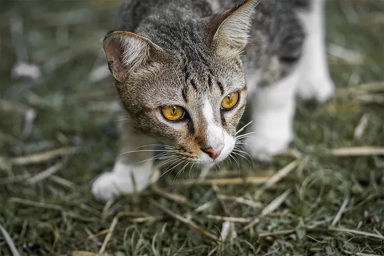 Cara Unik Mengusir Kucing Tanpa Menyakiti dengan Aroma dan Cahaya, Apakah Bisa Membuat Kucing Jera?