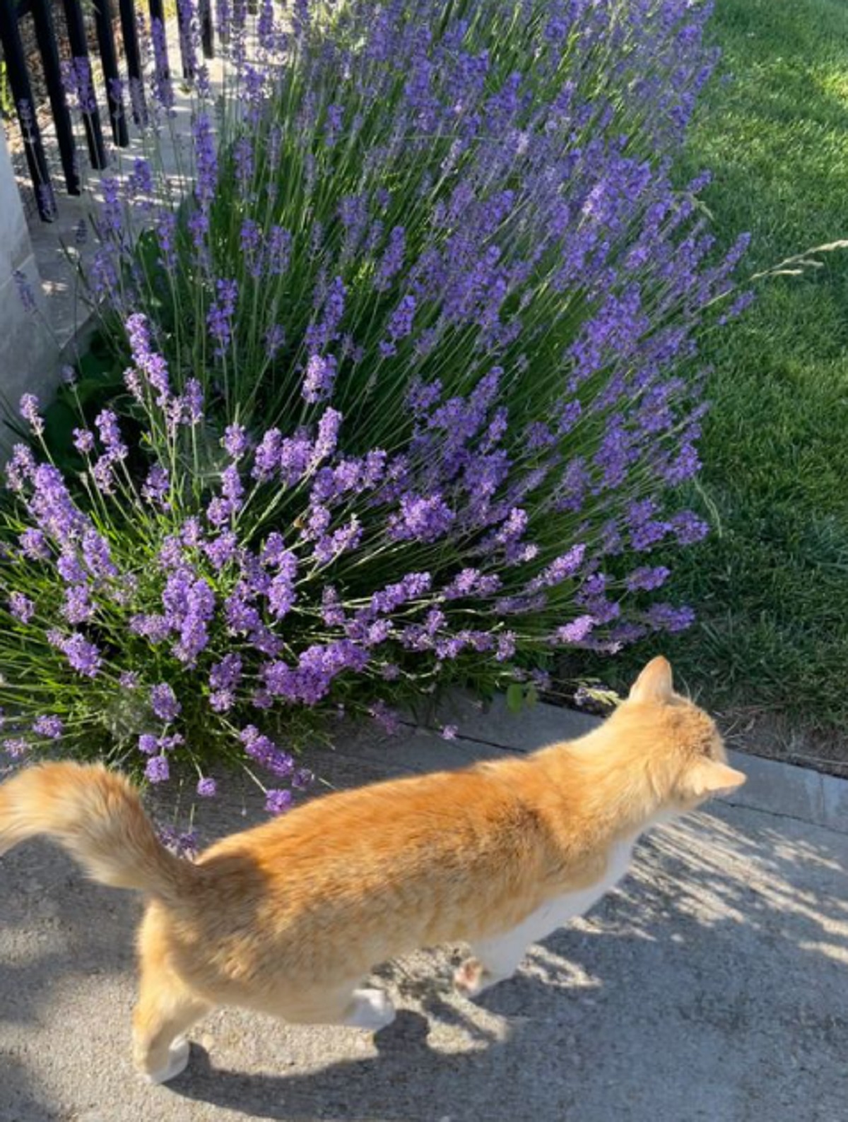 Teras Rumahmu Sering di Berakin Oleh Kucing? Yuk Simak 7 Tanaman Pengusir Kucing Liar Yang Bisa Kamu Tanam