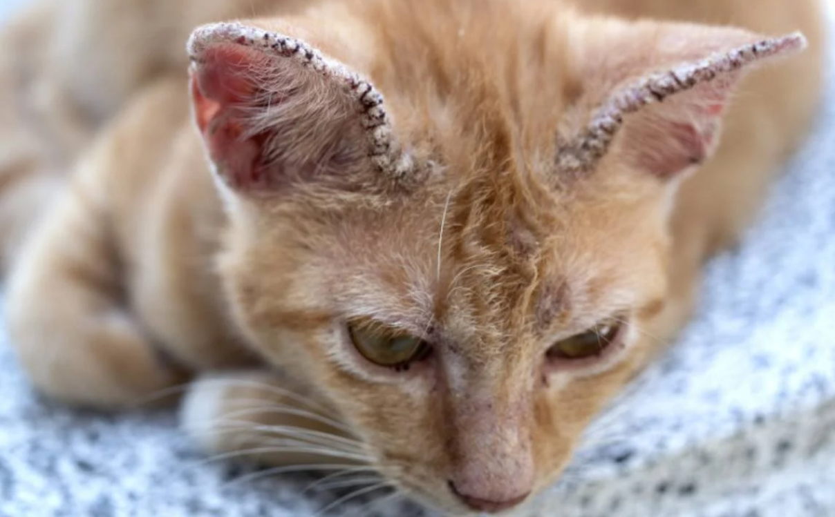 5 Cara Memandikan Kucing Jamuran dan Kutuan, Solusi agar Anabul Berhenti Garuk-Garuk