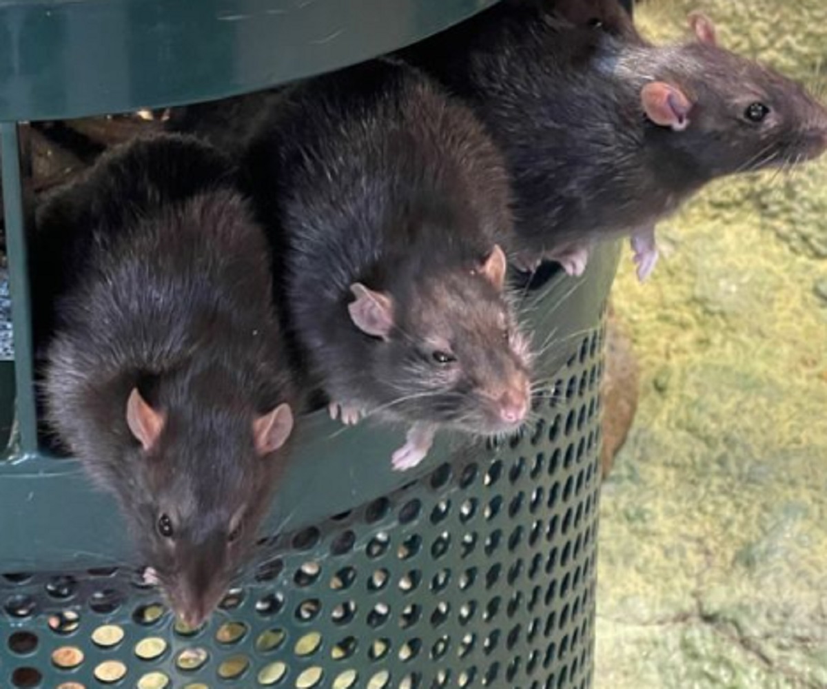 Baunya Bikin Tikus Mabuk dan Pergi! Ini Dia 6 Bau Alami Yang Tidak Disukai Tikus