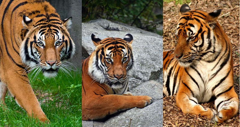 2 Kucing Besar Terkecil, Inilah Perbedaan Harimau Jawa dan Harimau Bali yang Sama-Sama Dinyatakan Punah