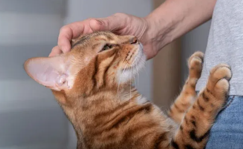 Kenapa Kucing Mengelus Kepalanya ke Kita? Berikut 3 Alasannya, Bisa Jadi Anabul Lagi Caper ke Pemiliknya
