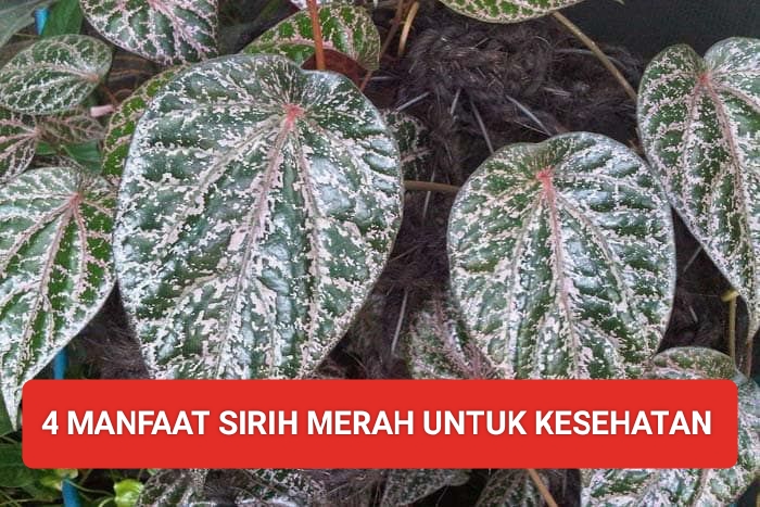 Jangan Terkejut! ini Dia 4 Manfaat Sirih Merah untuk Kesehatan yang Jarang Diketahui 