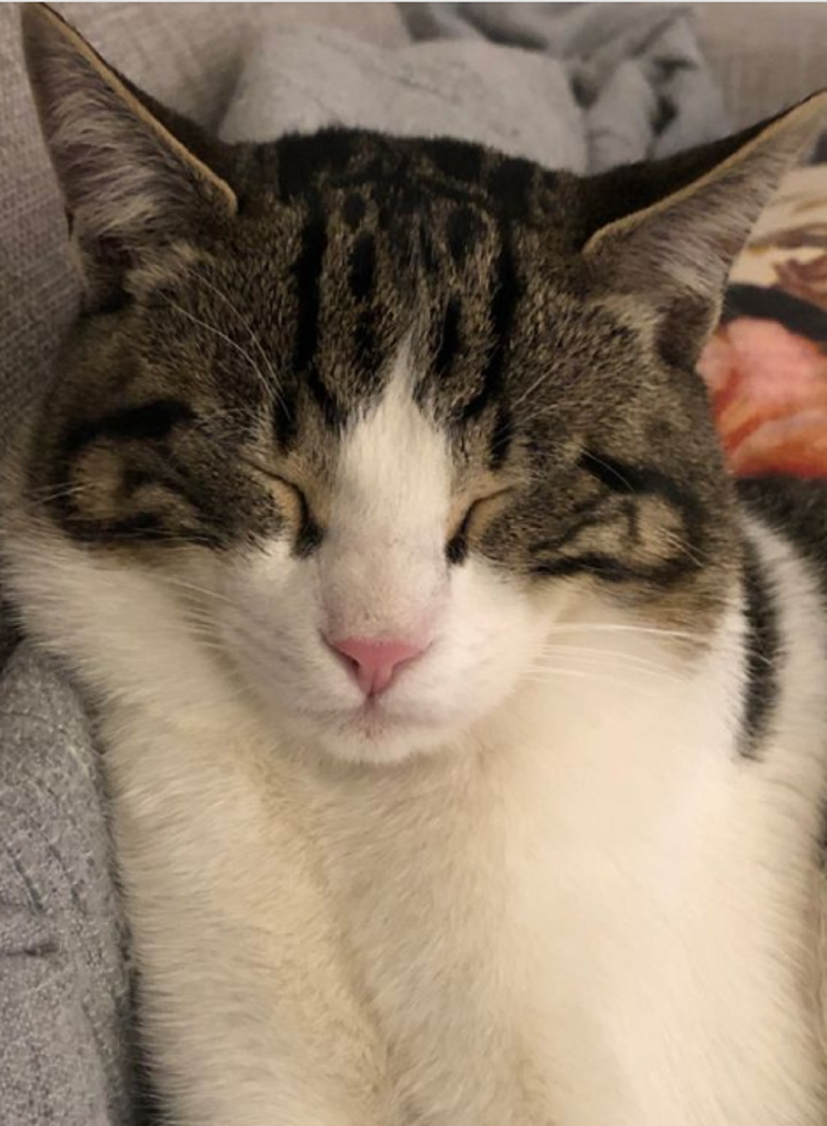 Yuk Simak 4 Alasan Kucing Berkedip di Hadapan Kita, Buat Takjub Sekaligus Terharu!