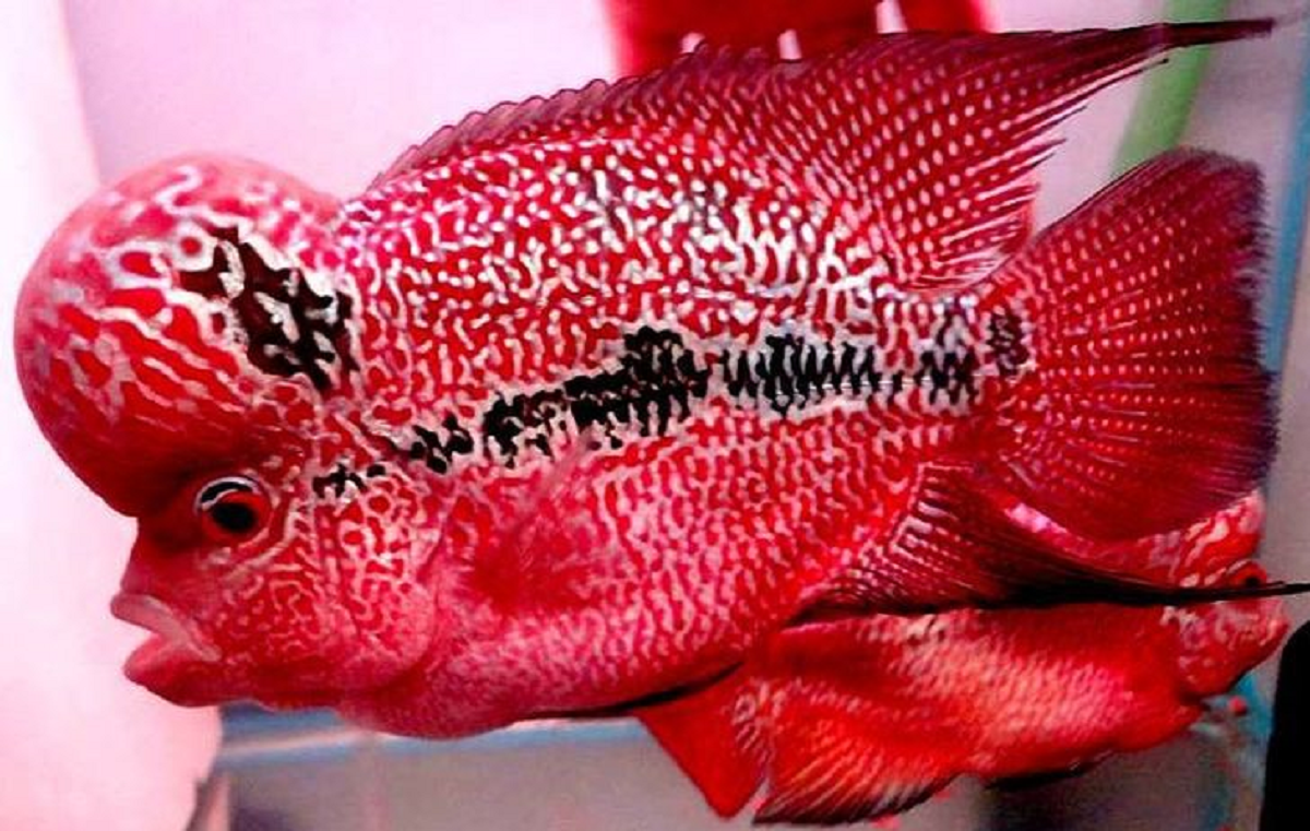 Selain Pembawa Keberuntungan, Ikan Louhan Juga Memiliki Beberapa Mitos Lainnya