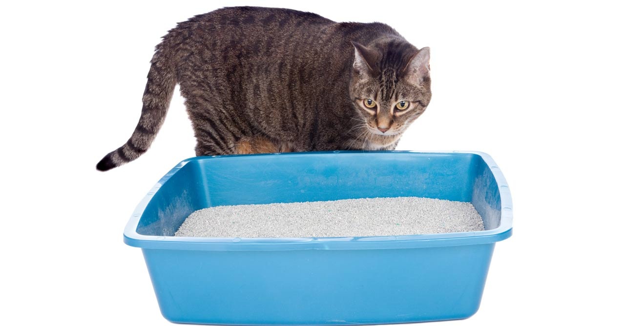 Unik Sekali! Inilah 4 Cara Mengatasi Bau Kotoran Kucing di Pasir Litter Box, Ternyata Mudah  dan Sangat Ampuh!