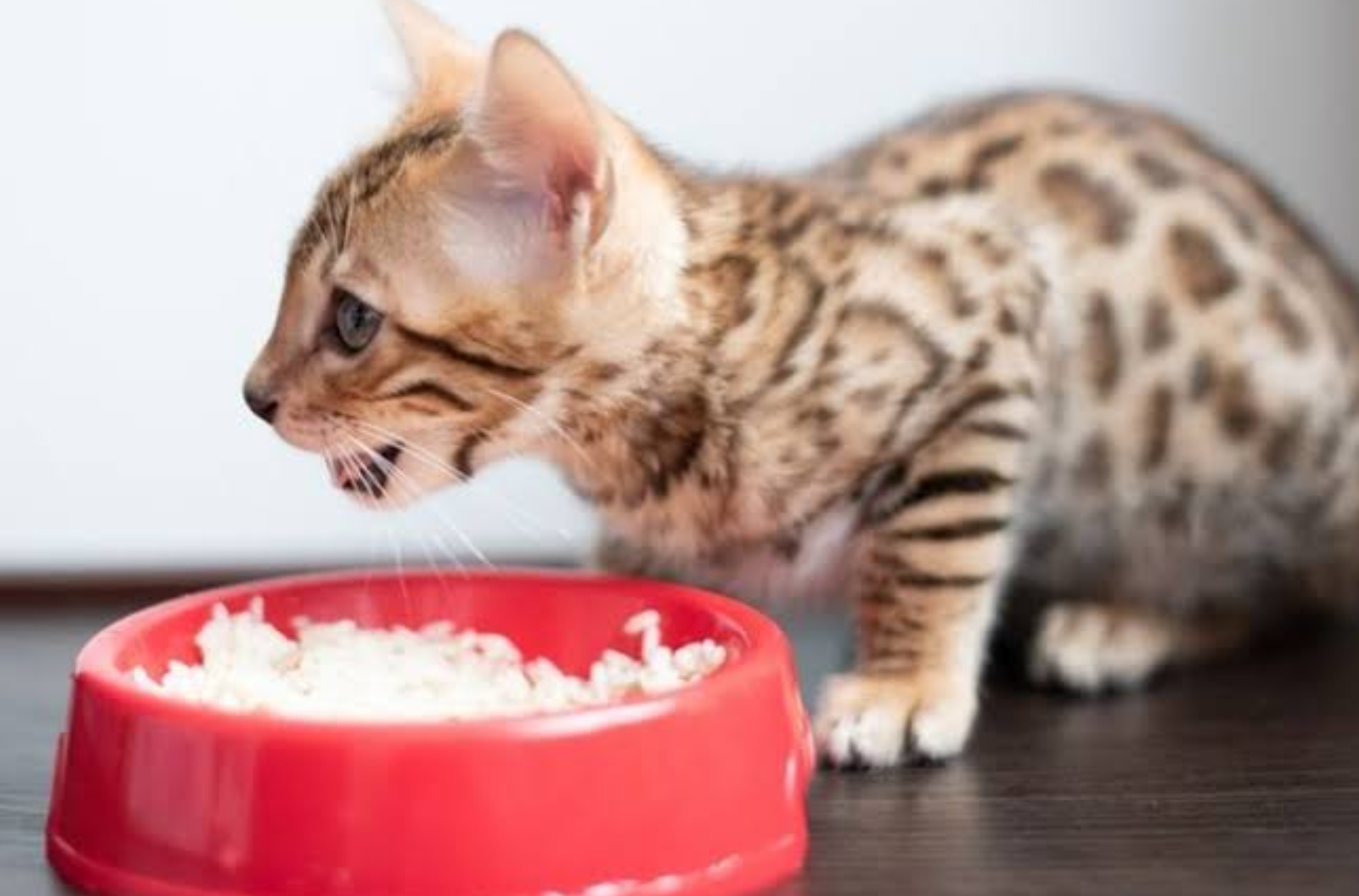 Cara Membuat Makanan Kucing Lezat dari Bahan Telur dan Nasi, Kreasi Makanan Sehat untuk Anabul