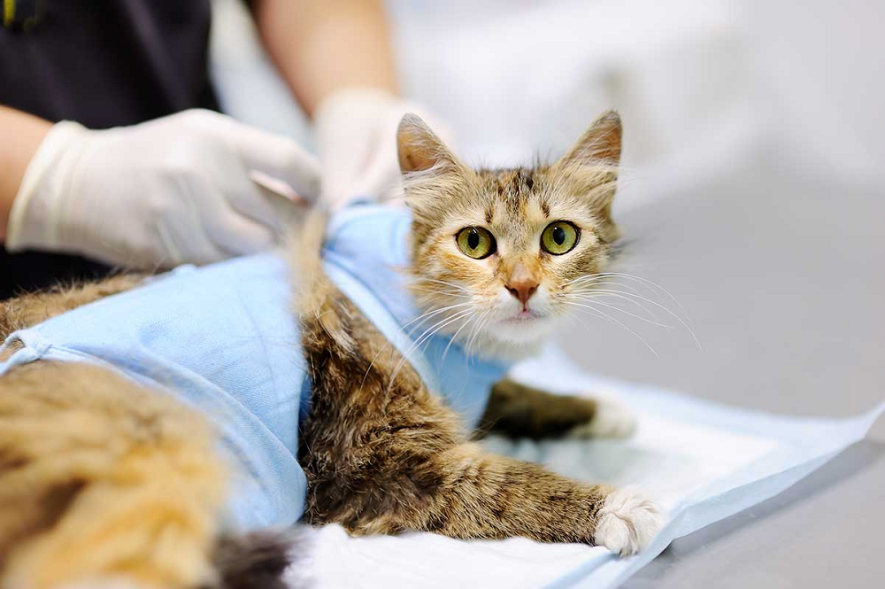 Inilah Cara Baru Mensteril kucing! Yuk Simak 2 Cara Steril Kucing Tanpa Operasi, Pemilik Anabul Wajib Simak