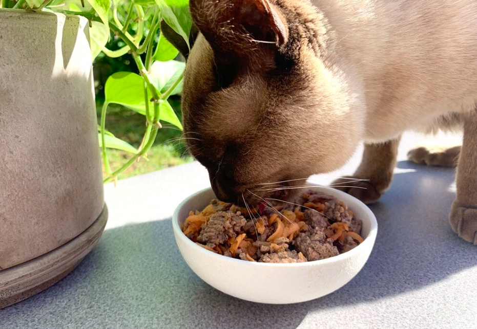 Praktis Buatnya! 3 Campuran Makanan Kucing yang Menyehatkan dan Gak Bikin Anabul Bosan