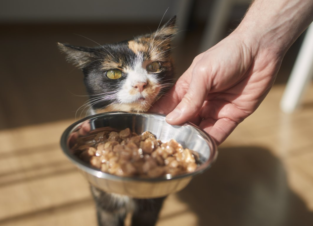 Berapa Porsi Makanan Kucing Sehari Sesuai Umurnya? Beri Anabul Makan Cukup 2 Kali Sehari
