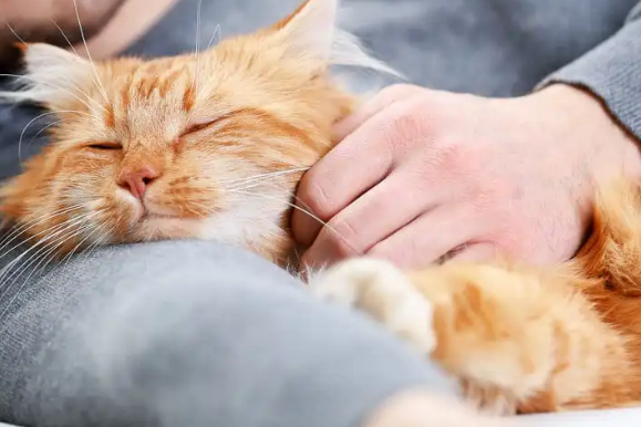 Dianggap Sebagai Induk? 5 Alasan Kenapa Kucing Suka Memijat Kita atau Pemiliknya