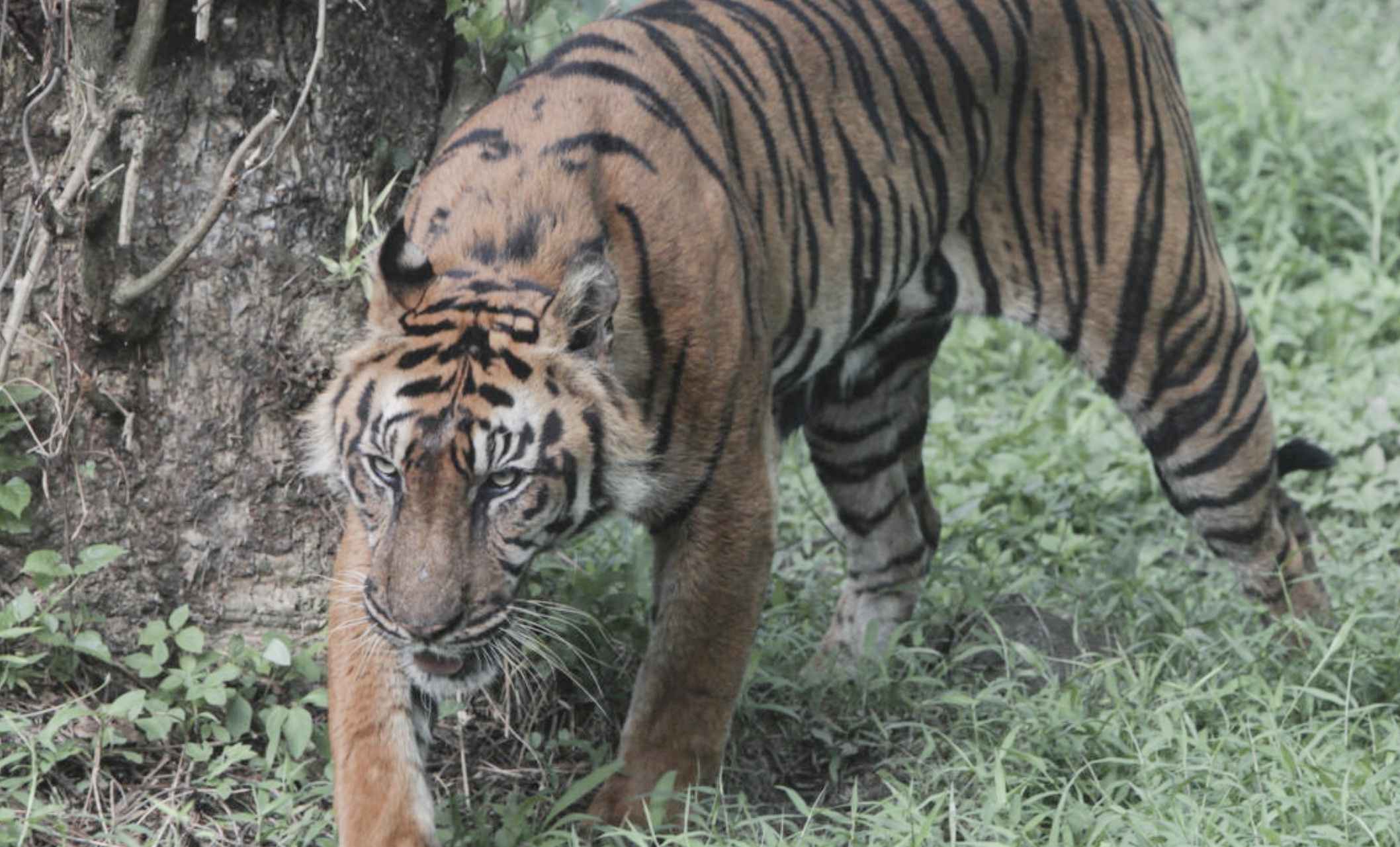 Kisah Harimau Jawa, Si Pemburu yang Terus Diburu