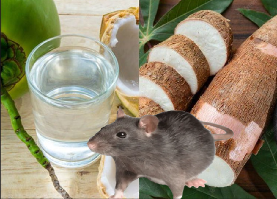 Cuma Pakai Campuran 2 Bahan Alami! Begini Cara Membasmi Tikus Dengan Air Kelapa dan Singkong